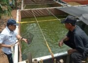 Kolaborasi UPT Puskeswan Jonggol dan Penyuluh Perikanan Bina Pokdakan Singajaya dan Jonggol