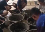 Budidaya Ikan Lele Jadi Peluang Usaha, Bisa Dimulai dari Pekarangan Rumah, Ini Hasilnya!