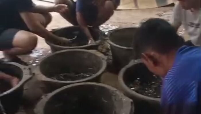 Budidaya Ikan Lele Jadi Peluang Usaha, Bisa Dimulai dari Pekarangan Rumah, Ini Hasilnya!